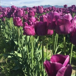 Meet your Posher, Julia